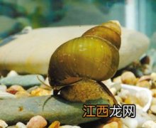 田螺和海螺的区别