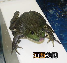 牛蛙哪里有批发