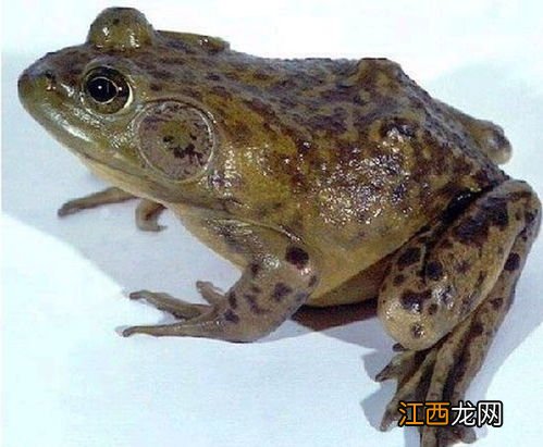 牛蛙哪里有批发