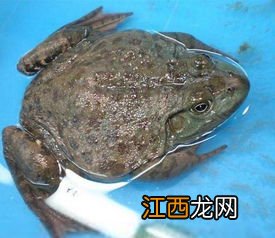 牛蛙破皮是什么原因