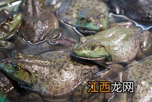 牛蛙破皮是什么原因