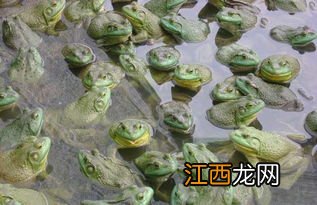 牛蛙冬眠需要流水吗