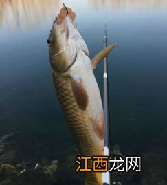 鲫鱼没有鱼鳞是什么鱼