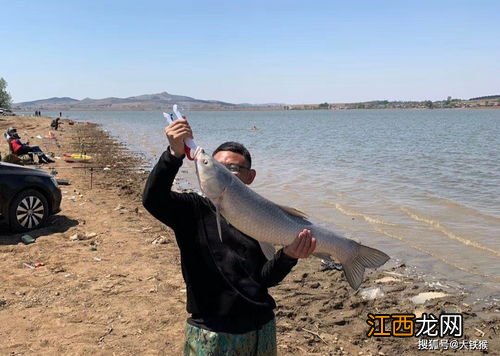 鲤鱼钓底还是钓浮好