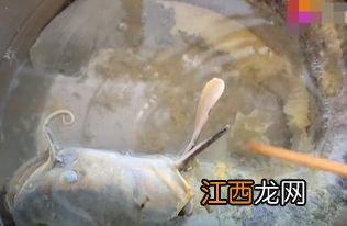 鲶鱼表面的粘液用去吗