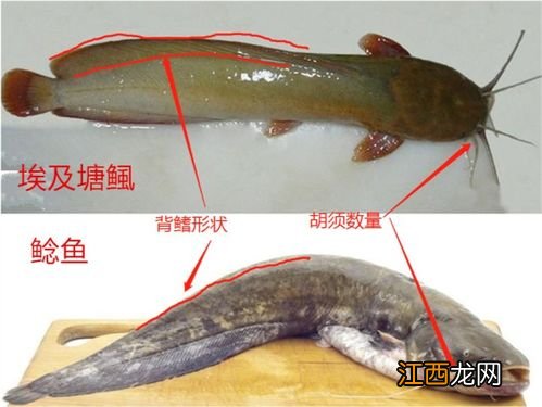 鲶鱼天冷了吃东西吗