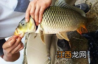 鲤鱼不吃食怎么回事