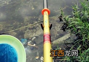 鲶鱼秋季用什么饵