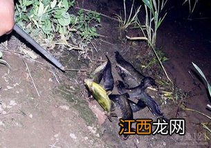 鲶鱼秋季用什么饵