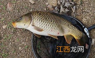 鲤鱼在野外吃什么