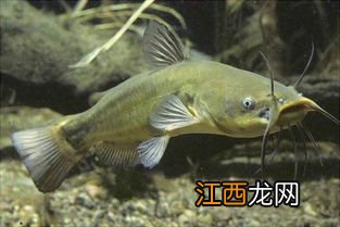 鲶鱼有鱼鳞吗