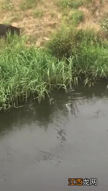 鲶鱼野生和家养的区别