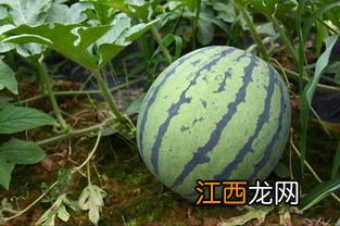 现在麒麟瓜多少钱一斤