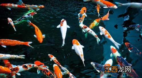 鲶鱼可以和锦鲤混养吗