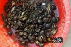 福寿螺吃什么