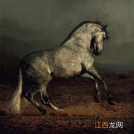 鲶鱼如何长途运输