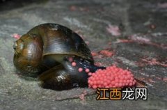 福寿螺为啥寄生虫多