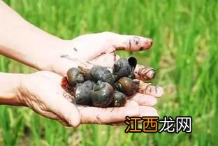 福寿螺粉碎能做饲料吗