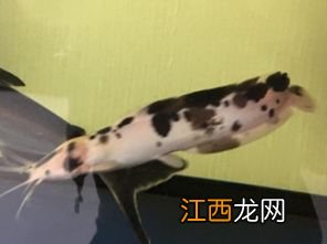 鲶鱼学名叫什么