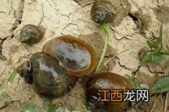 福寿螺怎么消灭