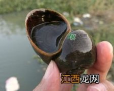 福寿螺会吃水葫芦吗