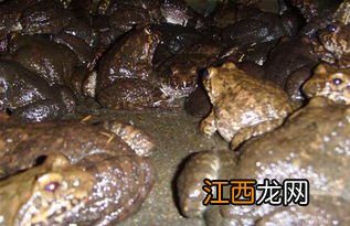 石蛙变态期吃什么食物