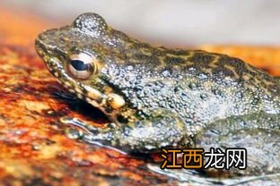 石蛙公母怎么辨认