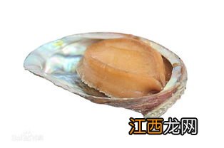 黄金鲍鱼和鲍鱼的区别有哪些