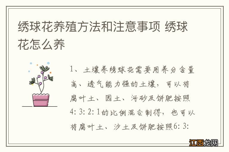 绣球花养殖方法和注意事项 绣球花怎么养