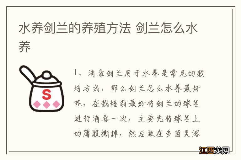 水养剑兰的养殖方法 剑兰怎么水养