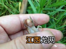 南美白对虾红肝怎么治