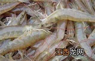 南美白对虾放养密度