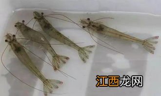 南美白对虾怎么去虾线