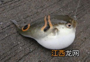 河豚和巴鱼的区别