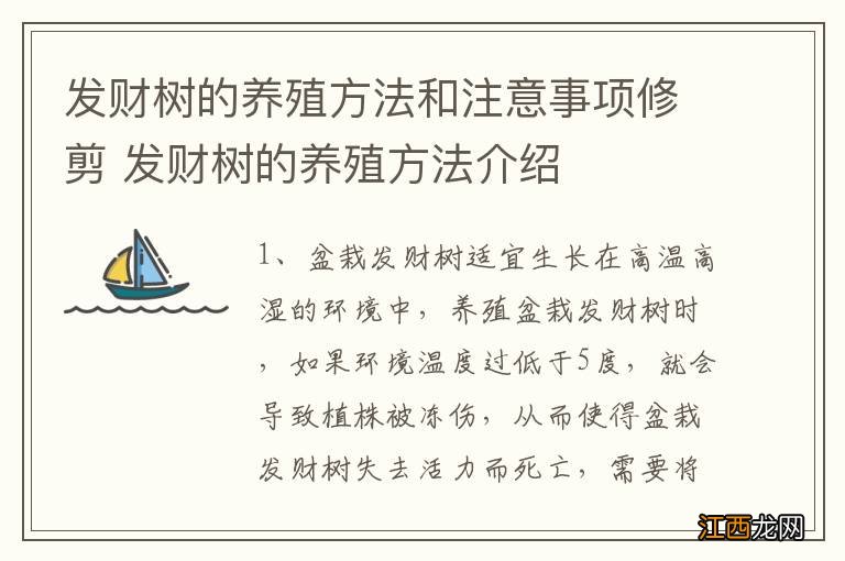 发财树的养殖方法和注意事项修剪 发财树的养殖方法介绍