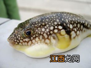 河豚肋是什么部位