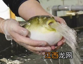 河豚不鼓气是什么原因