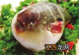 河豚需要水草吗