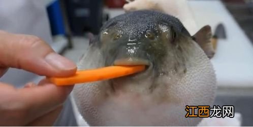 河豚被扎漏气会死吗