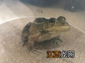 青蛙为什么叫田鸡