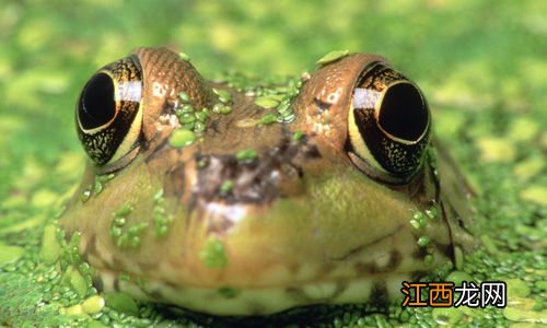 青蛙发声靠的是什么