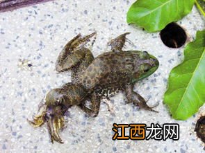 青蛙几条腿