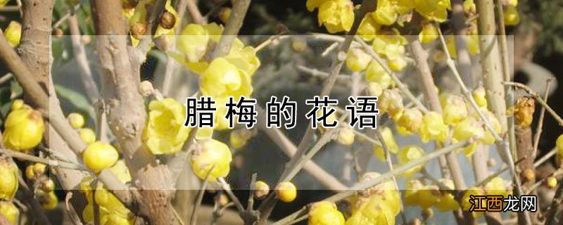 腊梅的花语