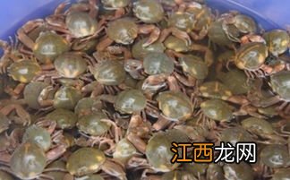 河蟹能活几天不死