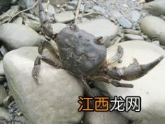 河蟹吃什么能养活