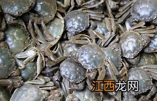 河蟹在家怎么养