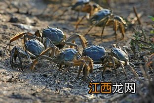 河蟹苗几月份放养好