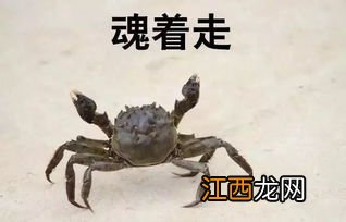 河蟹苗几月份放养好