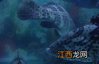 石斑鱼是海水鱼还是淡水鱼