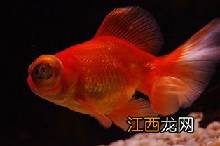 罗非鱼眼突是什么原因